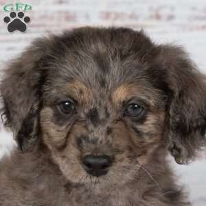 Andy, Miniature Poodle Mix Puppy